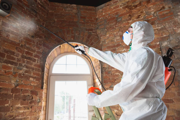 Why You Should Choose Our Mold Remediation Services in San Leon, TX